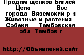 Продам щенков Биглей › Цена ­ 15 000 - Все города, Вяземский р-н Животные и растения » Собаки   . Тамбовская обл.,Тамбов г.